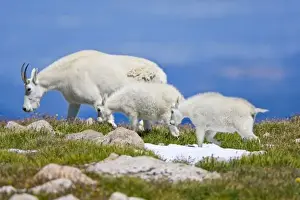 Images Dated 21st August 2008: USA, Colorado, Mount Evans. Close-up of female mountain goat with two kids walking on ridgeFred J