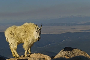 USA, Colorado, Mount Evans. Mountain goat with black tongue sticking out. Credit as