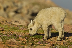 Images Dated 18th June 2012: USA, Colorado, Mount Evans. Mountain goat kid feeding on wildflowers