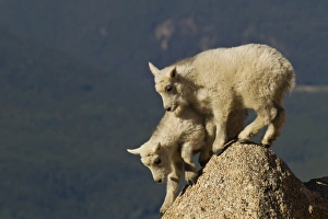 Images Dated 20th June 2012: USA, Colorado, Mount Evans. Mountain goat kids climbing on rock