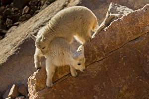 Images Dated 20th June 2012: USA, Colorado, Mount Evans. Two mountain goat kids playing