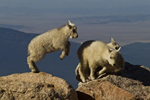 Images Dated 20th June 2012: USA, Colorado, Mount Evans. Mountain goat kids playing