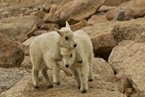 Images Dated 19th June 2012: USA, Colorado, Mount Evans. Mountain goat kids playing on rock