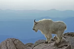 USA, Colorado, Mount Evans. Mountain goat mother and kid with Rocky Mountains in background