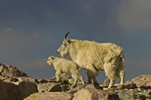 Images Dated 18th June 2012: USA, Colorado, Mount Evans. Mountain goat nanny and kid