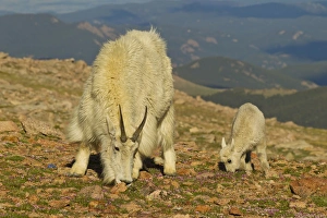 USA, Colorado, Mount Evans. Mountain goat nanny and kid feeding among alpine wildflowers