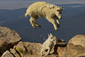 Images Dated 20th June 2012: USA, Colorado, Mount Evans. Mountain goat yearling jumping over kid
