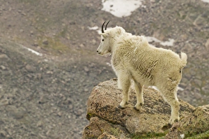 Yearling Prints: USA, Colorado, Mount Evans. Mountain goat yearling and scenery