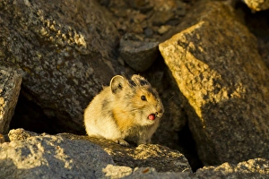 Burrow Prints: USA, Colorado, Mount Evans. Pika sticking its tongue out