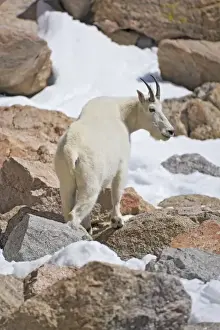 Rear Prints: USA, Colorado, Mount Evans. Rear view of male mountain goat standing on rocksFred J