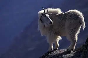 Ledge Prints: USA, Colorado, Mountain goat (Oreamnos americanus) on rocky ledge, in process of shedding