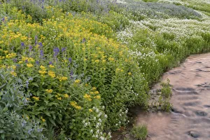 Images Dated 14th January 2022: USA, Colorado. Mountain wildflowers and stream