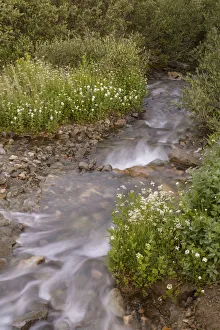Images Dated 14th January 2022: USA, Colorado. Mountain wildflowers and stream
