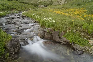Images Dated 14th January 2022: USA, Colorado. Mountain wildflowers and stream