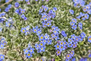 Images Dated 29th June 2018: USA, Colorado, Mt. Evans. Alpine forget-me-not flowers