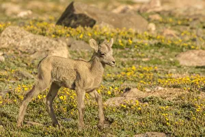 Images Dated 29th June 2018: USA, Colorado, Mt. Evans. Bighorn sheep lamb