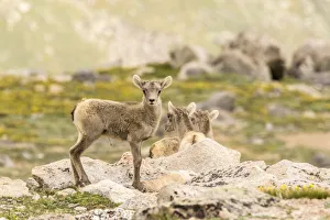 USA, Colorado, Mt. Evans. Bighorn sheep lambs