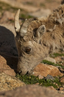 Images Dated 26th June 2013: USA, Colorado, Mt. Evans. Close-up of bighorn sheep grazing