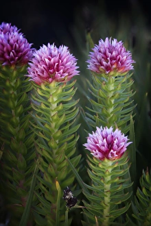 Images Dated 12th August 2015: USA, Colorado, Mt. Evans. Close-up of queens crown flowers
