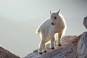 USA, Colorado, Mt. Evans. Close-up of young mountain goat kid backlit on rock