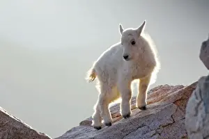 Mount Evans Prints: USA, Colorado, Mt. Evans. Close-up of young mountain goat kid backlit on rock