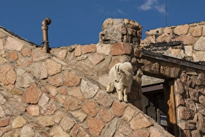 Climbing Prints: USA, Colorado, Mt. Evans. Mountain goat climbing on abandoned building. Credit as