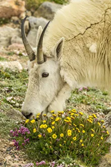 Streak Prints: USA, Colorado, Mt. Evans. Mountain goat eating dwarf clover