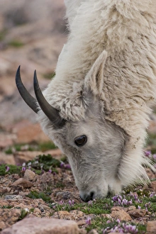 USA, Colorado, Mt. Evans. Mountain goat grazing