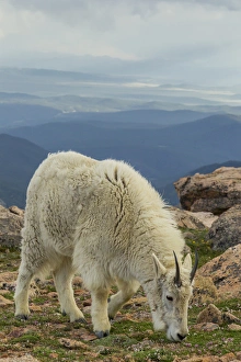 Images Dated 27th June 2013: USA, Colorado, Mt. Evans. Mountain goat grazing