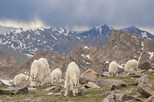 Images Dated 28th June 2013: USA, Colorado, Mt. Evans. Mountain goat herd grazing