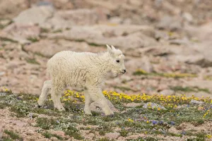 Images Dated 27th June 2018: USA, Colorado, Mt. Evans. Mountain goat kid