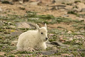 Images Dated 27th June 2018: USA, Colorado, Mt. Evans. Mountain goat kid