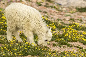 Images Dated 27th June 2018: USA, Colorado, Mt. Evans. Mountain goat kid eating