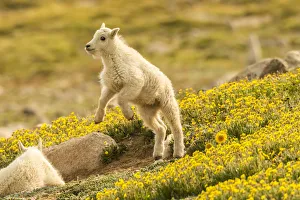 Images Dated 29th June 2018: USA, Colorado, Mt. Evans. Mountain goat kid playing