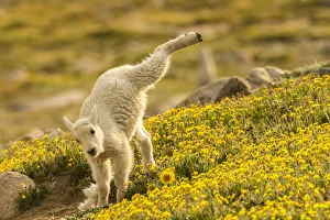 Images Dated 29th June 2018: USA, Colorado, Mt. Evans. Mountain goat kid playing