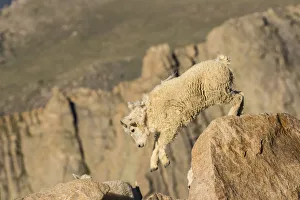 Images Dated 28th June 2018: USA, Colorado, Mt. Evans. Mountain goat kid on rocks
