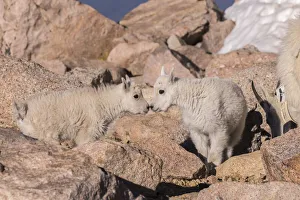Evans Prints: USA, Colorado, Mt. Evans. Mountain goat kids greeting. Credit as