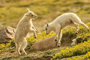 Images Dated 29th June 2018: USA, Colorado, Mt. Evans. Mountain goat kids playing