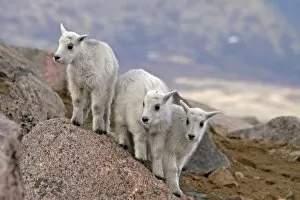 Images Dated 15th June 2007: USA, Colorado, Mt. Evans. Three mountain goat kids on rock