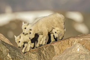 Images Dated 28th June 2018: USA, Colorado, Mt. Evans. Mountain goat kids on rocks