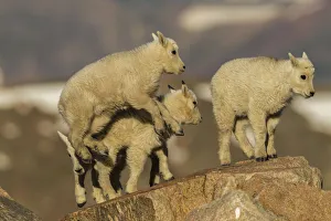 Images Dated 28th June 2018: USA, Colorado, Mt. Evans. Mountain goat kids on rocks