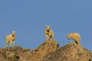 Images Dated 28th June 2018: USA, Colorado, Mt. Evans. Mountain goat kids on rocks