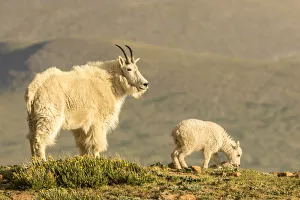 Images Dated 29th June 2018: USA, Colorado, Mt. Evans. Mountain goat nanny and kid