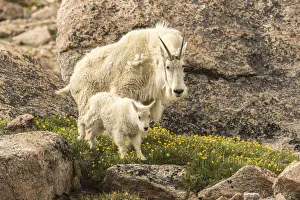 Images Dated 29th June 2018: USA, Colorado, Mt. Evans. Mountain goat nanny and kid