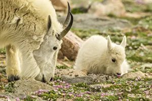 USA, Colorado, Mt. Evans. Mountain goat nanny and kid eating