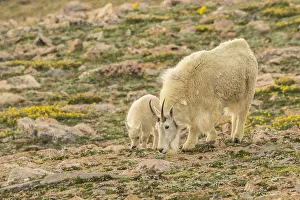 USA, Colorado, Mt. Evans. Mountain goat nanny and kid eating