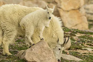 Images Dated 27th June 2018: USA, Colorado, Mt. Evans. Mountain goat nanny and kid on rock