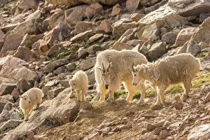 Images Dated 28th June 2018: USA, Colorado, Mt. Evans. Mountain goat nanny and kids