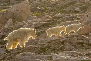 Images Dated 28th June 2018: USA, Colorado, Mt. Evans. Mountain goat nanny and kids backlit. Credit as: Cathy
