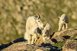 USA, Colorado, Mt. Evans. Mountain goat nanny and kids playing on rocks. Credit as